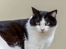 正義の猫様😺正義の猫様😺正義の猫様😺正義の猫様😺正義の猫様😺正義の猫様😺正義の猫様😺正義の猫様😺正義の猫様😺正義の猫様😺正義の猫様😺正義の猫様😺正義の猫様😺正義の猫様😺正義の猫様😺正義の猫様😺正義の猫様😺正義の猫様😺正義の猫様😺正義の猫様😺正義の猫様😺正義の猫様😺